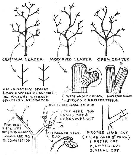 
Pruning techniques.
